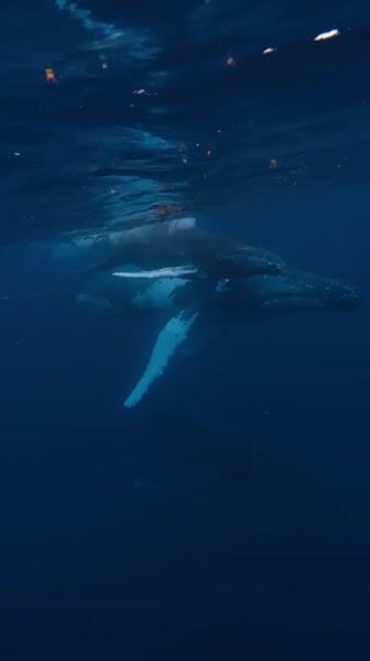 Humpback whale encounter in Tonga film still